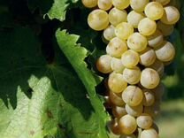 Винный виноград "Оницканский Белый" саженцы зкс