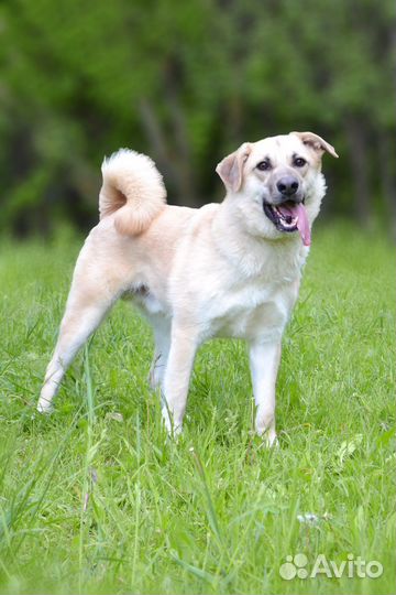 Домашняя собака в дар