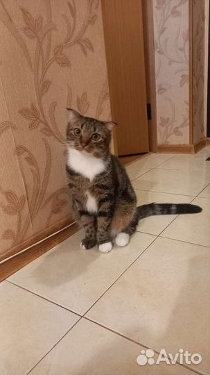 Кошка