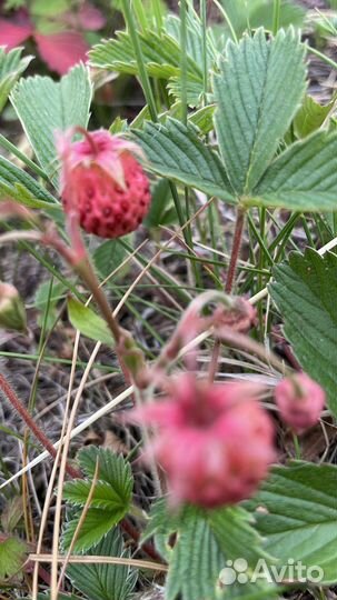 Глоксиния цветущая