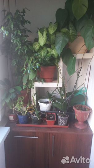 Комнатные растения