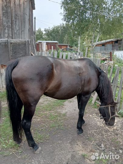 Кобылы с жеребенком