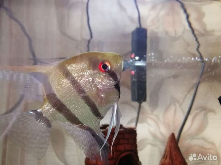 Аквариумные рыбки