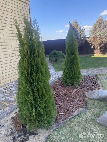 Туя западная Смарагд