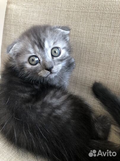 Шотландский вислоухий котенок