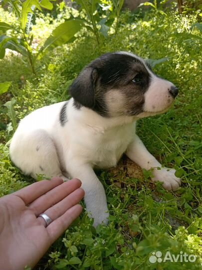 Щенок помесь