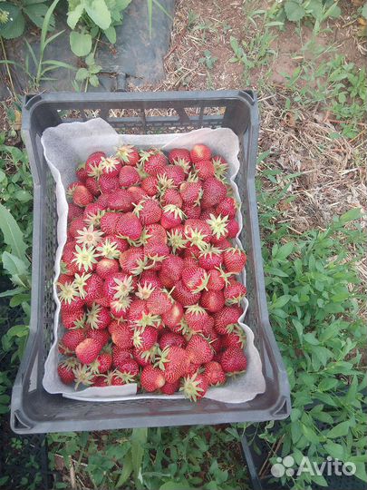 Рассада клубники