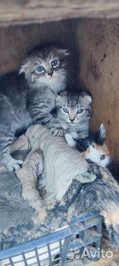 Котята в добрые руки