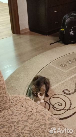 Персидская кошка