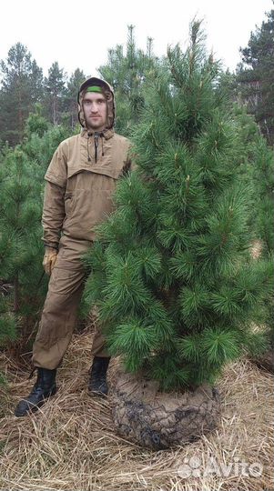 Сибирский кедр экстра класс. Саженцы