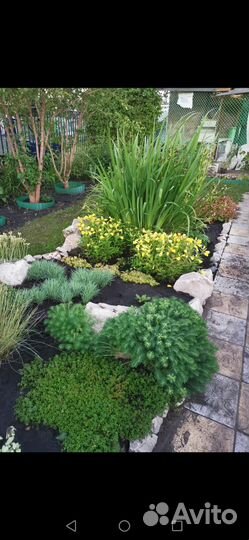 Растения цветы для сада