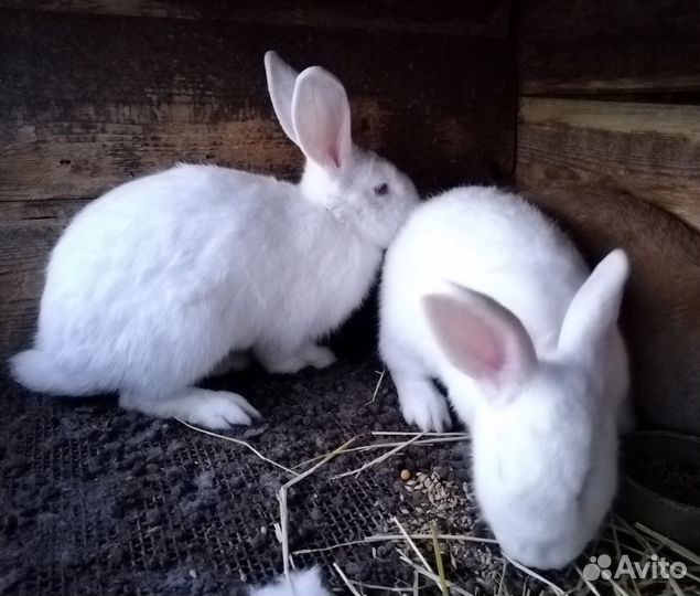 Продаю кроликов