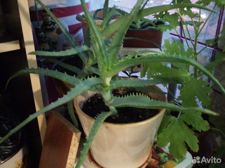 Алоэ Столетник лечебный