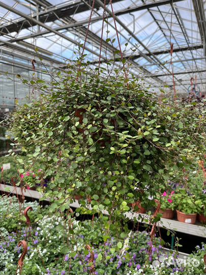 Мюленбекия в кашпо