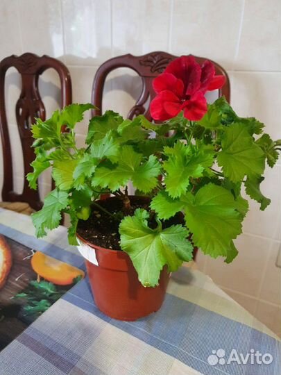 Пеларгония герань, хвойники, спиреи