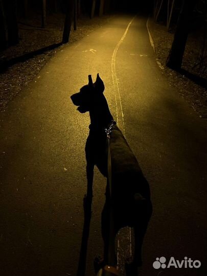 Доберман для вязки