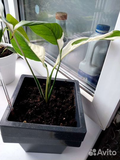 Спатифиллум пикассо