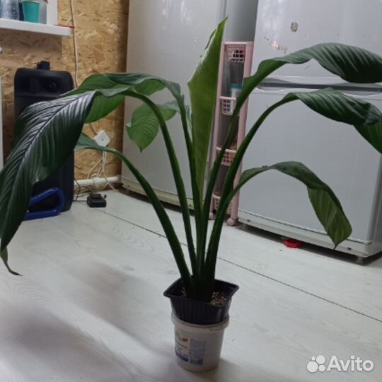 Спатифиллум сенсация