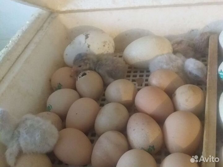 Цесарята,цесарки