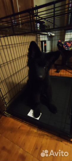 Клетка для собаки бу