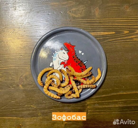 Замороженные насекомые корм