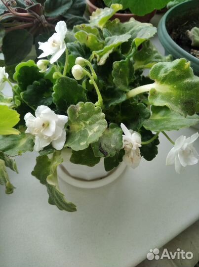 Фиалки белая