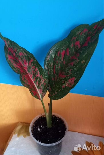 Аглаонема Flover