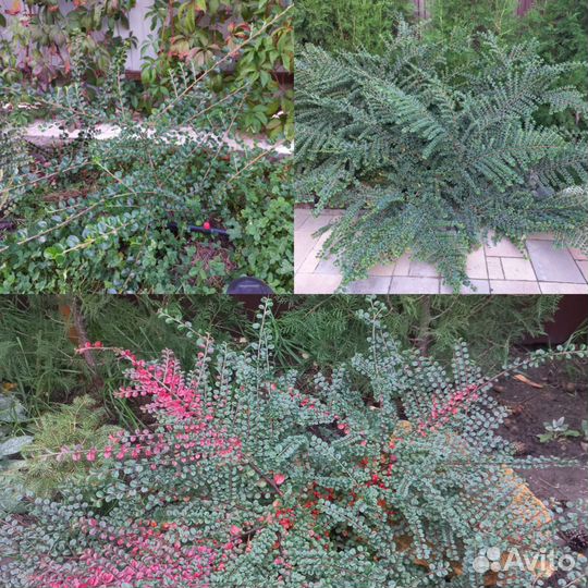 Кизильник горизонтальный