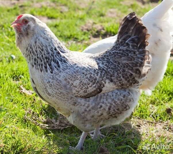 Куры Украинская Ушанка Карликовые куры мильфлер
