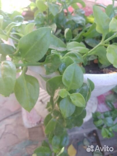 Продам комнатные растения. По всем вопросам в лс