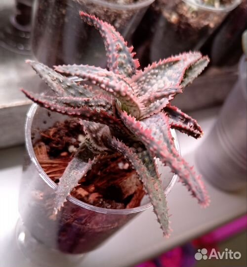 Растения для флорариум. Суккуленты