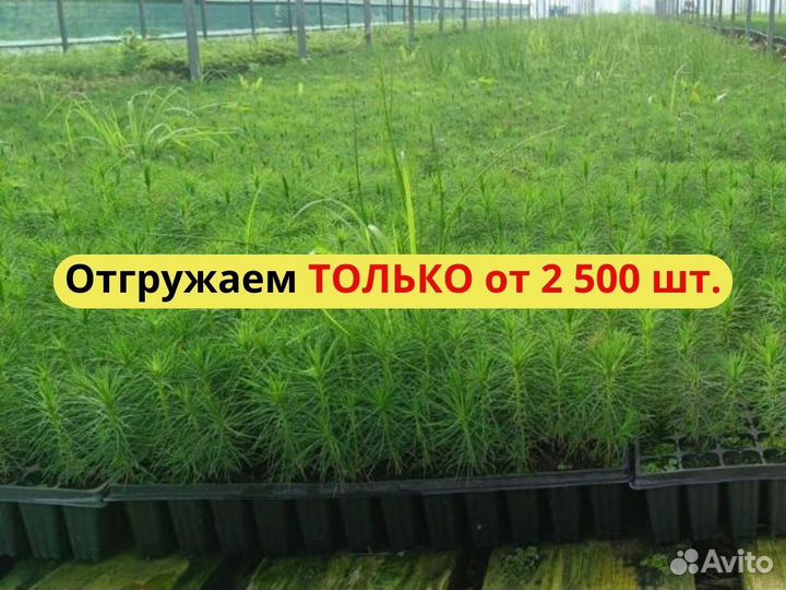 Саженцы ели окс