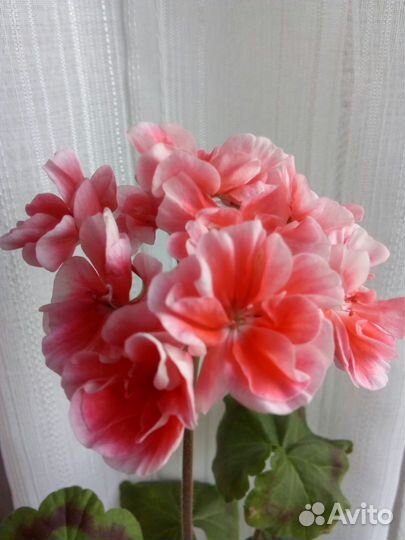 Пеларгонии сортовые