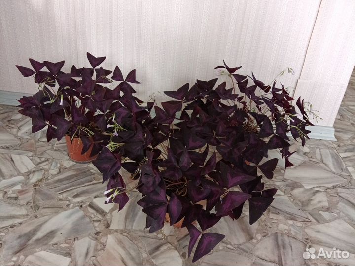 Кислица оксалис