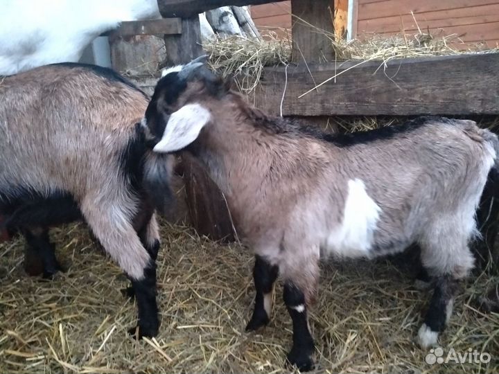 Козлик чехо нубийский, породный на племя