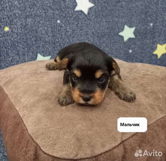 Йоркширский терьер