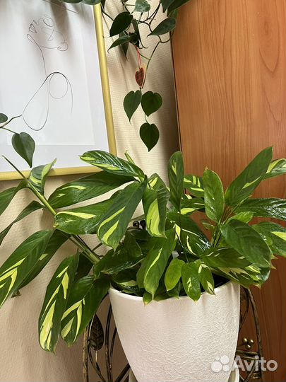 Калатея Лубберса