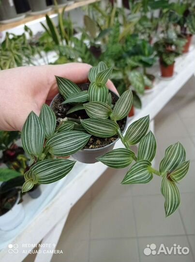 Традесканция