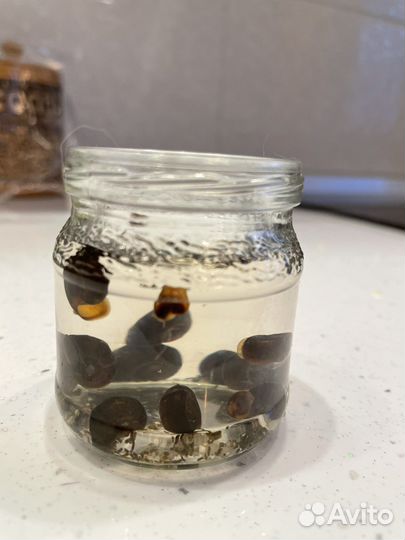 Улитки катушки