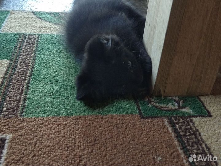 Котёнка в добрые руки