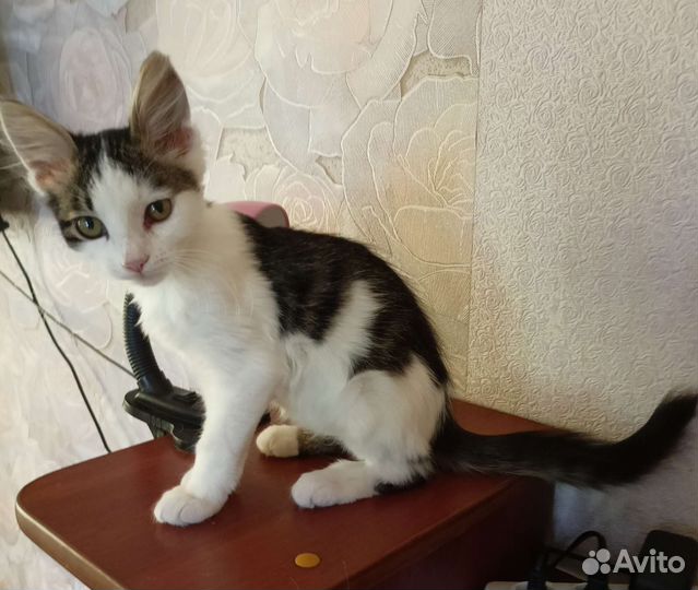 Кошка