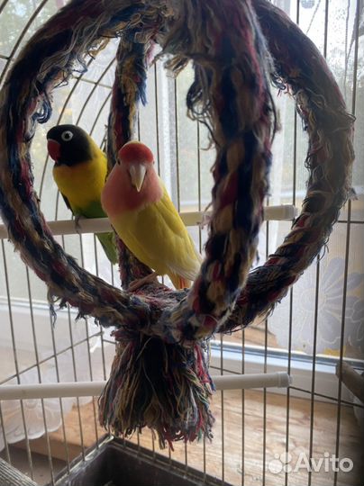 Попугаи неразлучники