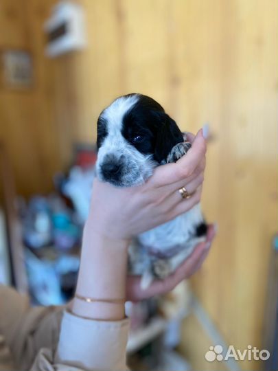 Щенки русского охотничего спаниеля