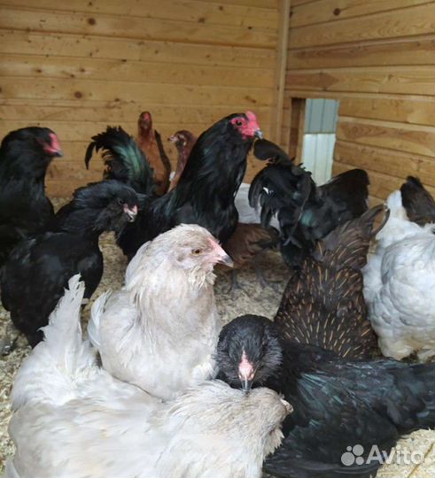 Инкубационные яйцо Амераукана Араукана Легбар