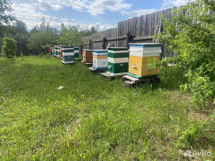 Продам рои или пчелосемью