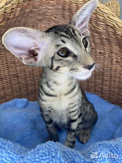 Ориентальная