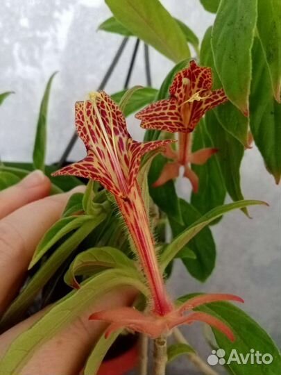 Эсхинантусы Колумнея Кодонанта Гипоцирта