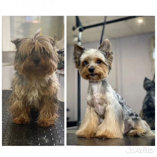 Стрижка собак, груминг, экспресс линька, уход