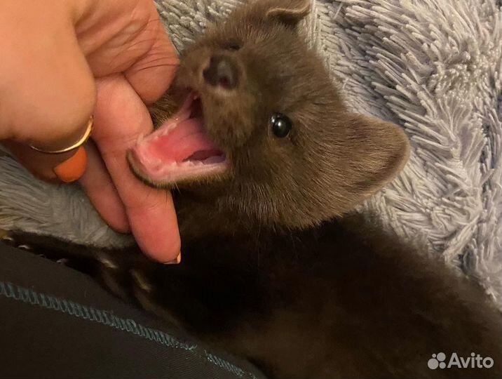 Домашние соболята