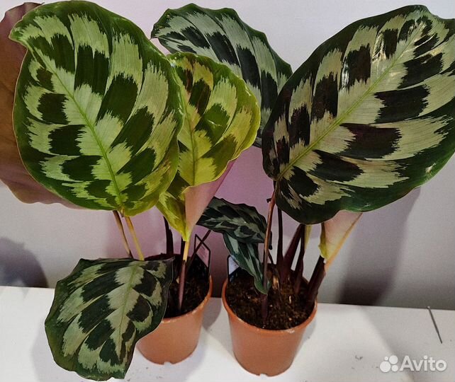 Калатея хелен кеннеди d14